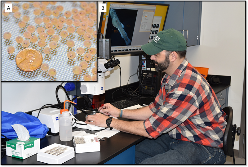 Man at desk using microscrope. Inset image of lake trout eggs comparing them in size to a US penny, showing them significantly smaller.